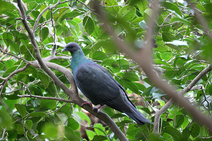Japanese Wood Pigeon