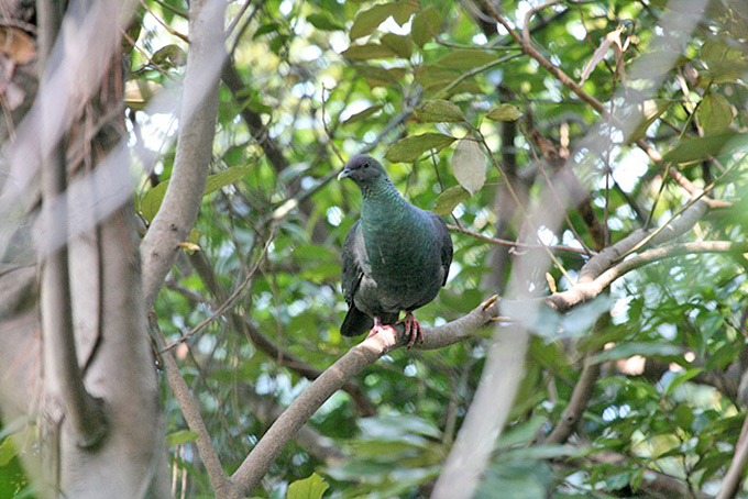 Japanese Wood Pigeon
