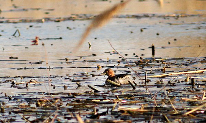 Little Grebe