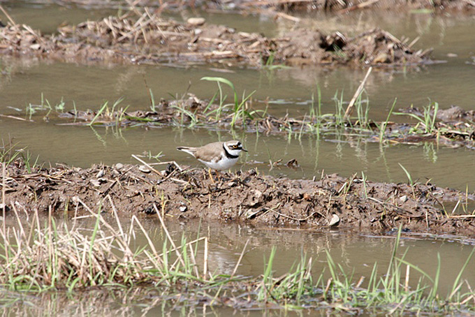 Little Ringed Plover
