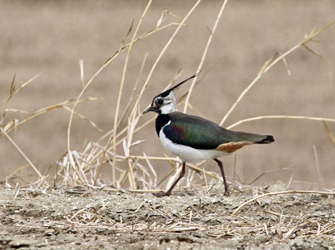 Northern Lapwing