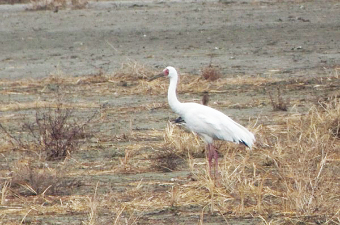 Siberian Crane