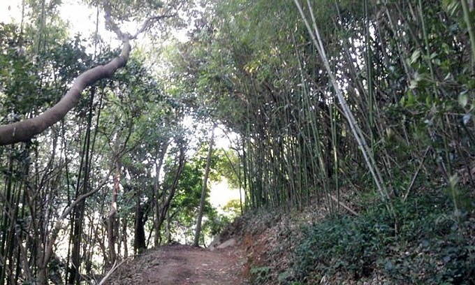 Woodpigeon habitat