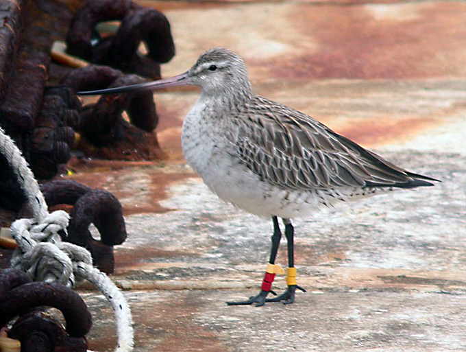 Banded Bar-tailed Godwit