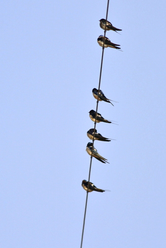 Barn Swallow