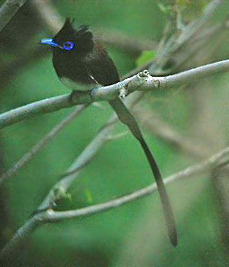 Black Paradise Flycatcher