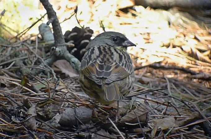 Black-faced Bunting