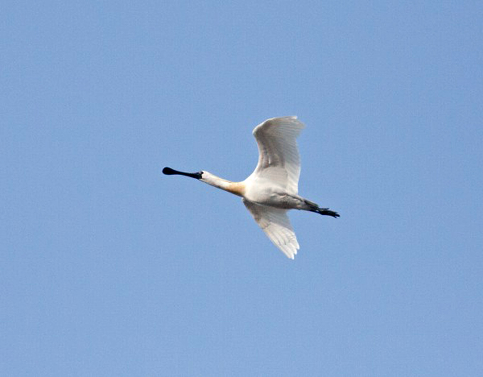 Black-faced spoonbill