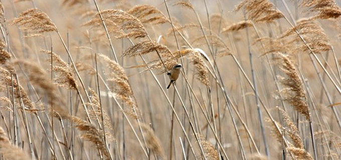 Chinese Penduline Tit