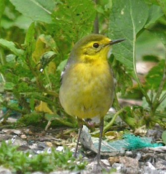 Citrine Wagtail