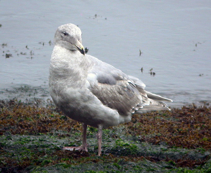 Glaucous-winged Gull