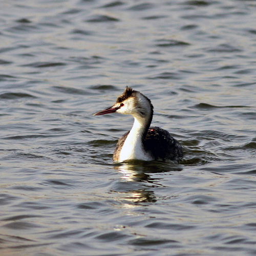 Great Crested Grebe