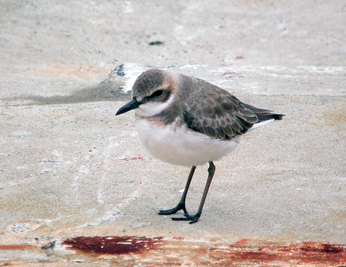 Greater Sand Plover