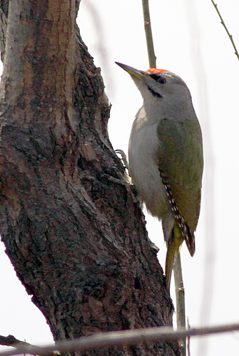Grey-headed Woodpecker