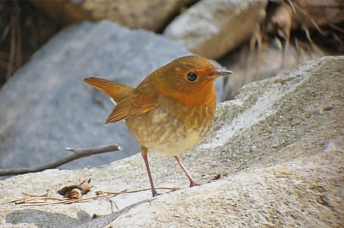 Japanese Robin