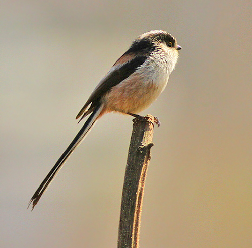 Long-tailed Tit