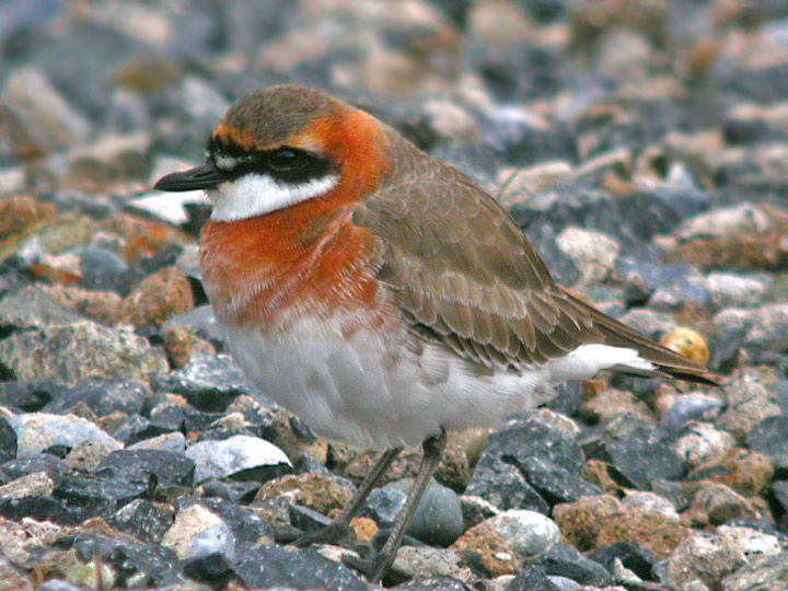 Mongolian Plover
