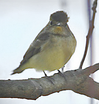 Narcissus Flycatcher-type