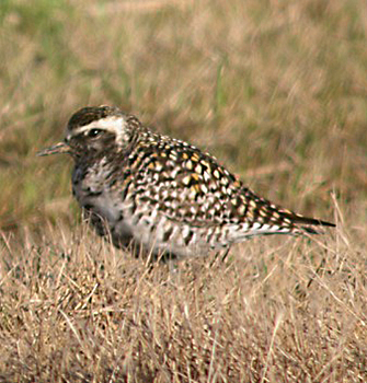 Pacific Golden Plover-type