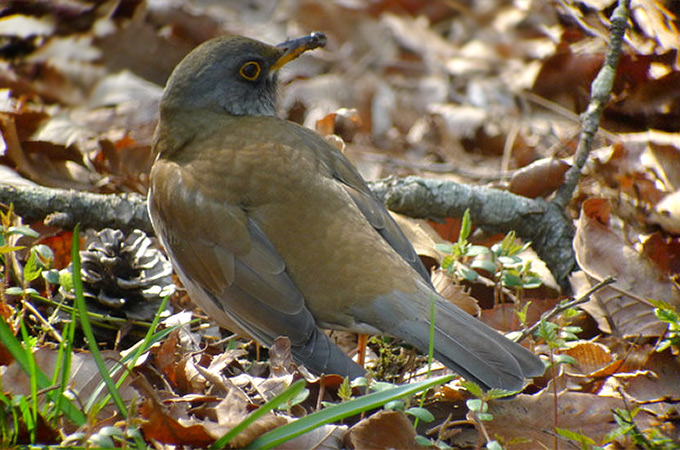 Pale Thrush