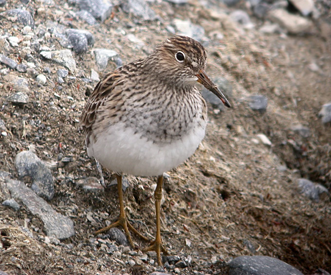 Pectoral Sandpiper