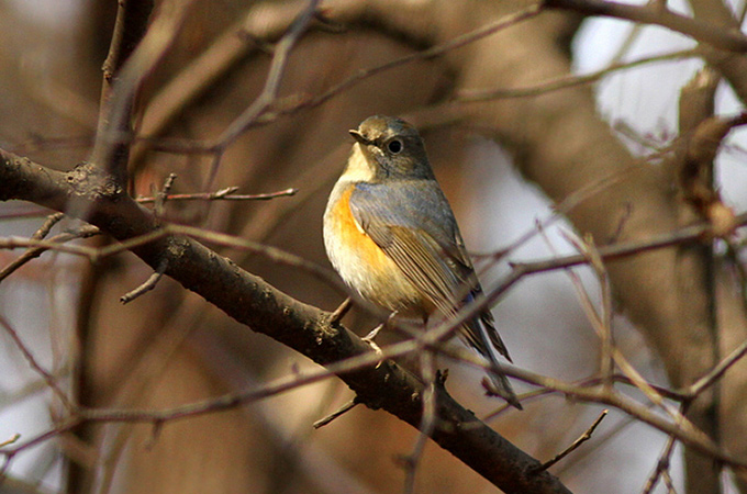 Red-flanked Bluetail