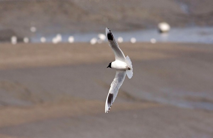 Saunders's Gull