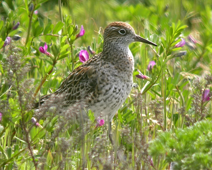 Sharp-tailed Sandpiper
