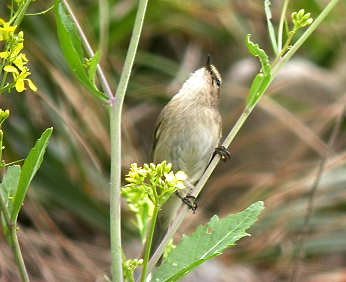 Siberian Chiffchaff