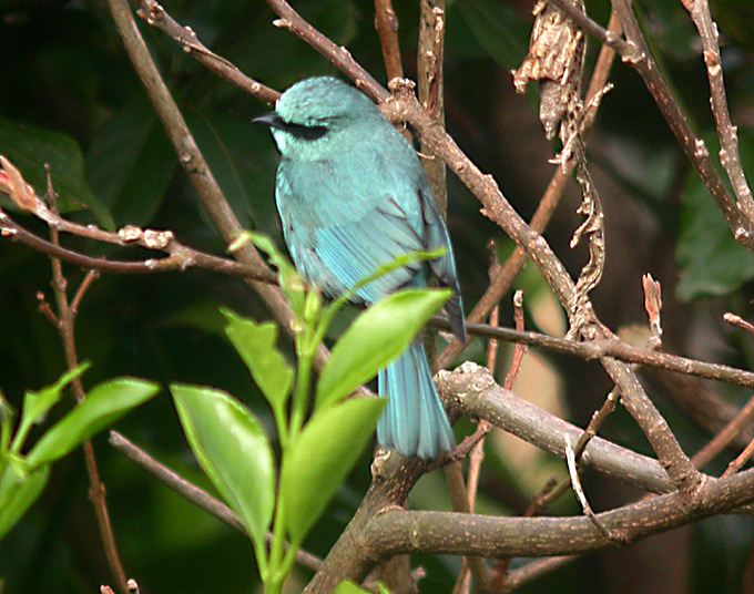 Verditer Flycatcher