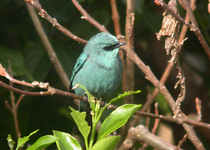 Verditer Flycatcher