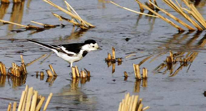 White Wagtail