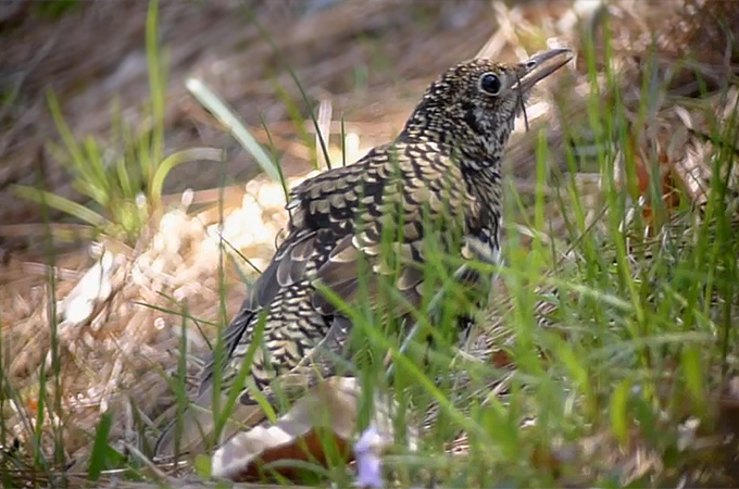 White's Thrush