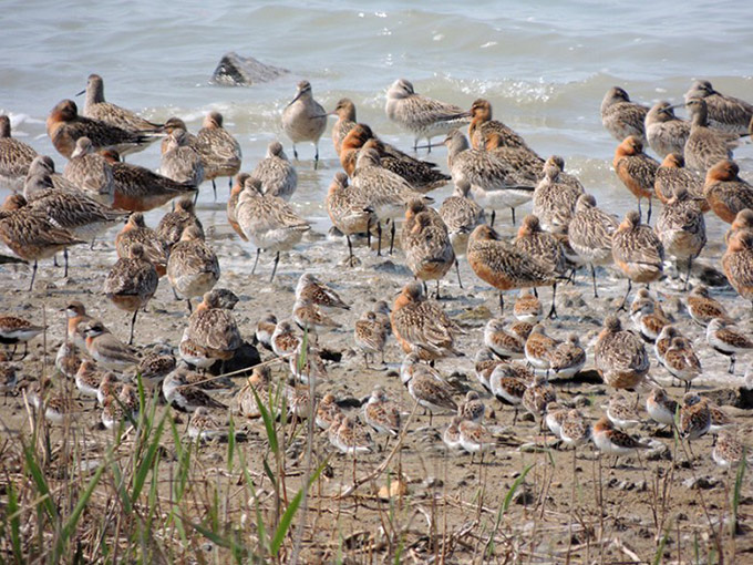 Aphae northern tidal-flat