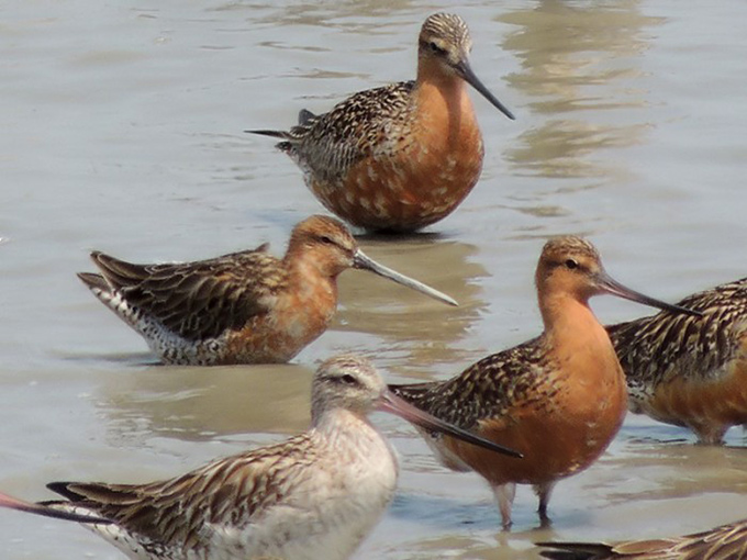Asiatic Dowitcher