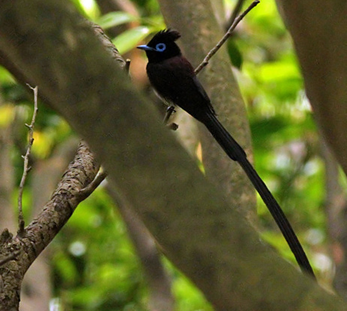 Black Paradise Flycatcher