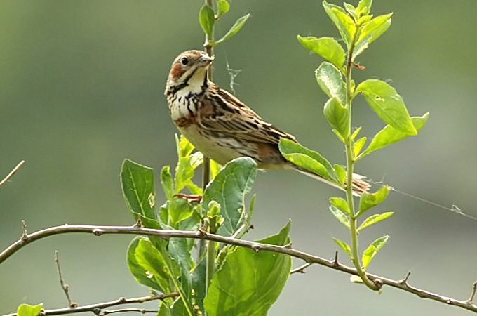 Chestnut-eared Bunting