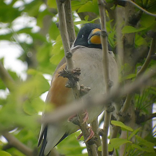 Chinese Grosbeak