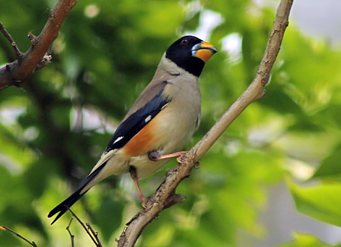 Chinese Grosbeak