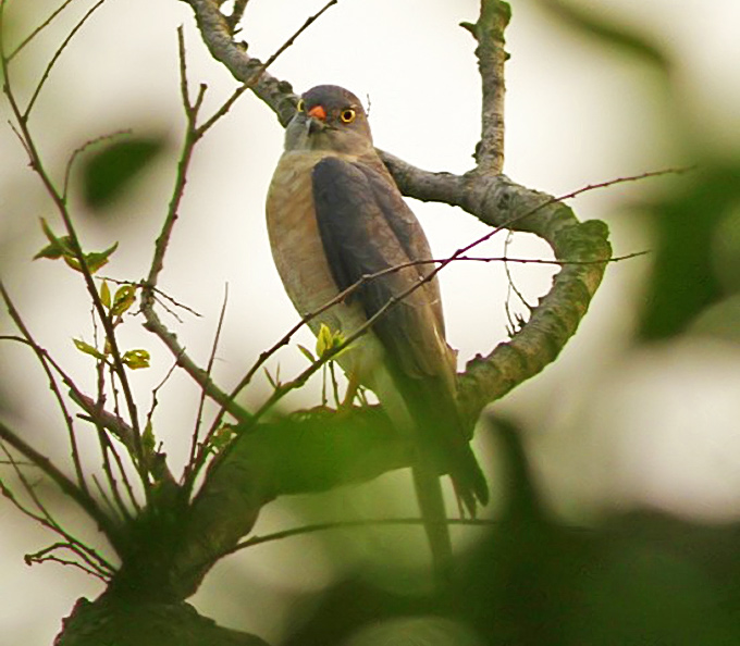 Chinese Sparrowhawk