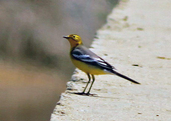 Citrine Wagtail