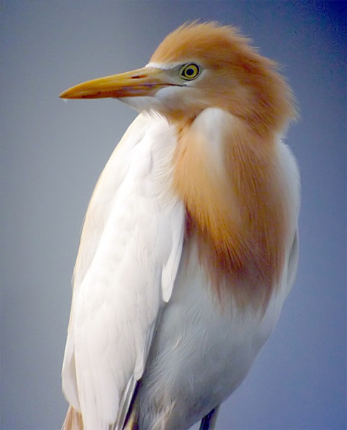 Eastern Cattle Egret
