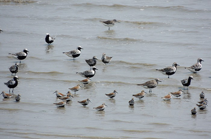 Grey Plover and Dunlin