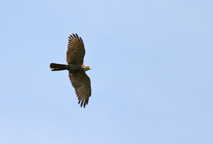Grey-faced Buzzard