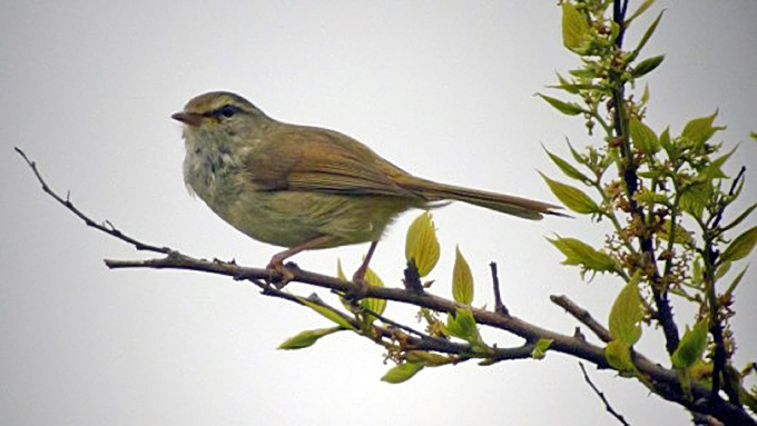 Japanese Bush Warbler