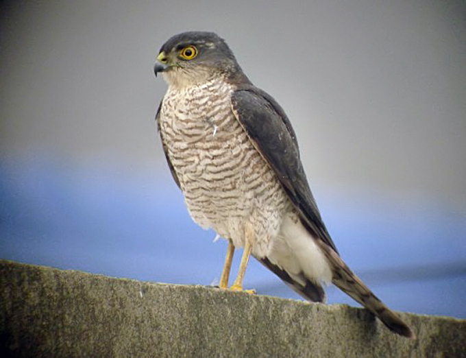 Japanese Sparrowhawk