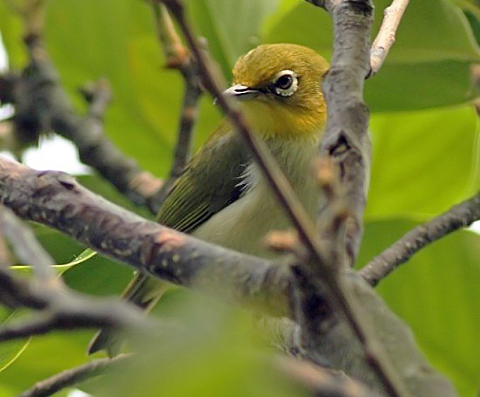 Japanese White-eye