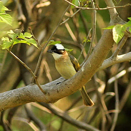 Light-vented Bulbu