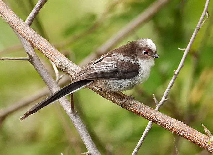 Long-tailed Tit