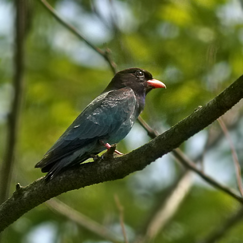Oriental Dollarbird